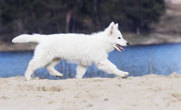 Etkin beyaz swiss köpek yavrusu sahilde çoban — Stok fotoğraf