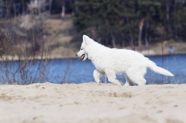 Etkin beyaz swiss köpek yavrusu sahilde çoban — Stok fotoğraf