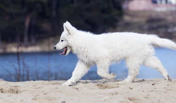 Actieve witte Zwitserse herder puppy op het strand — Stockfoto