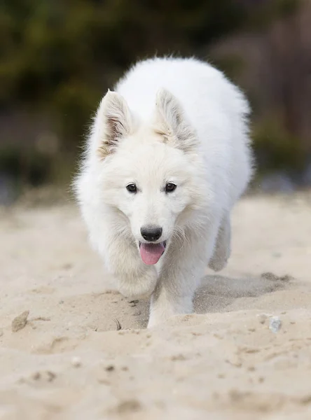 Cachorro de pastor suizo blanco activo en la playa — Foto de Stock