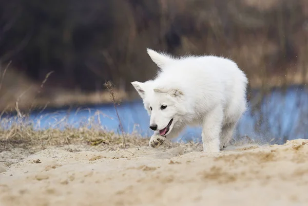 Etkin beyaz swiss köpek yavrusu sahilde çoban — Stok fotoğraf