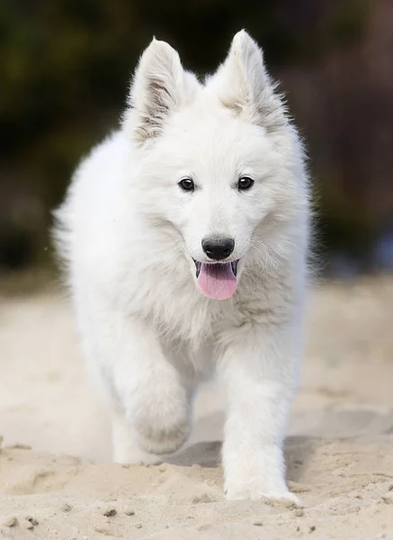 Chiot actif race en cours d'exécution berger suisse blanc — Photo