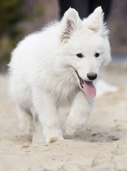 Chiot actif race en cours d'exécution berger suisse blanc — Photo