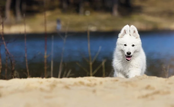 Cucciolo di pastore svizzero bianco attivo sulla spiaggia — Foto Stock