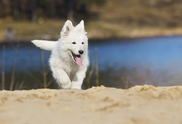 ビーチでアクティブ ホワイト スイス羊飼いの子犬 — ストック写真