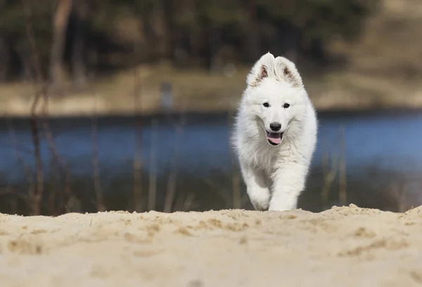 Actieve witte Zwitserse herder puppy op het strand — Stockfoto