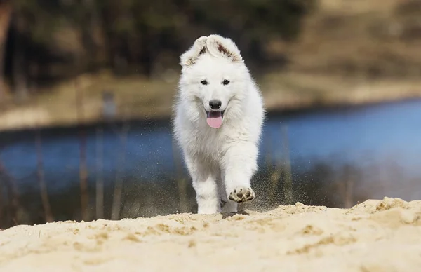 Aktív fehér svájci Pásztor kiskutya a strandon — Stock Fotó