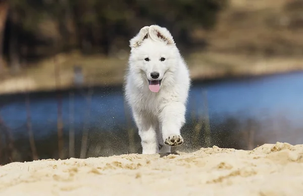 Aktivt vit swiss shepherd valp på stranden — Stockfoto