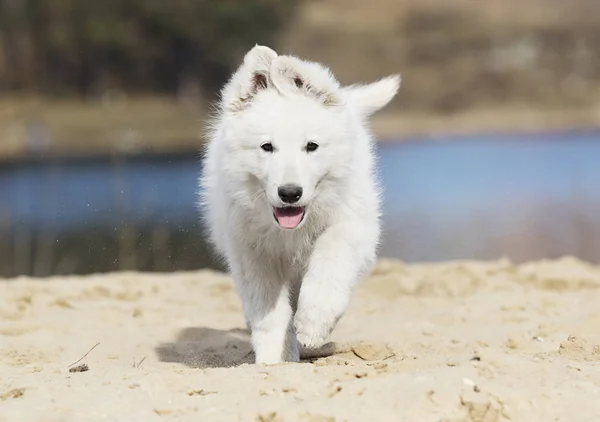 Aktív kiskutya fut fajta fehér svájci juhászkutya — Stock Fotó