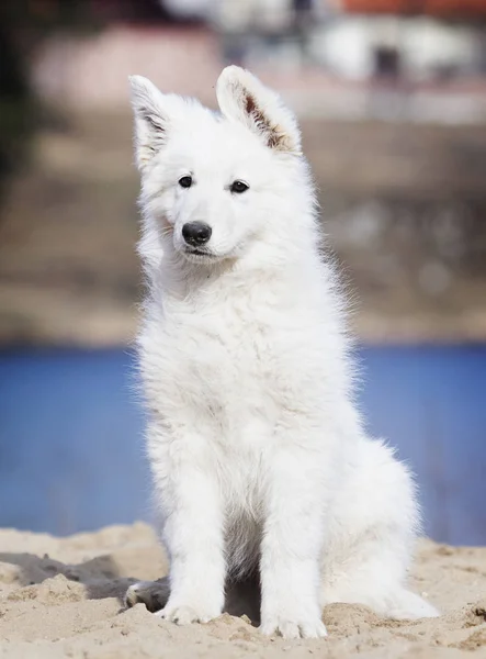 Raça filhote de cachorro pastor suíço branco — Fotografia de Stock