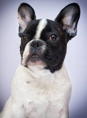 portre köpek doğurmak Fransız bulldog arıyorum