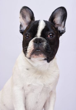 portre köpek doğurmak Fransız bulldog arıyorum