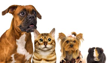 Kedi ve köpek birlikte. 