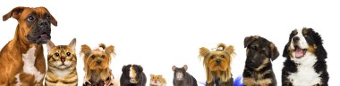 kedi ve köpek ve eskiden şiling şimdi domuz ve fare ve hamster birlikte