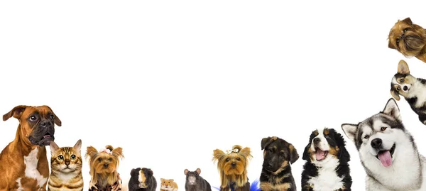 猫と犬とモルモット、ラットとハムスターを一緒に — ストック写真