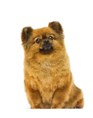 pomeranian köpek beyaz bir arka plan üzerinde görünüyor