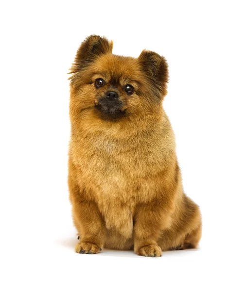 Perro pomerania mira sobre un fondo blanco —  Fotos de Stock