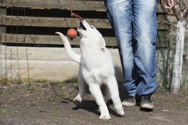 Bianco pastore svizzero cucciolo giocare con una palla — Foto Stock