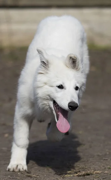 Beyaz swiss çoban köpek — Stok fotoğraf