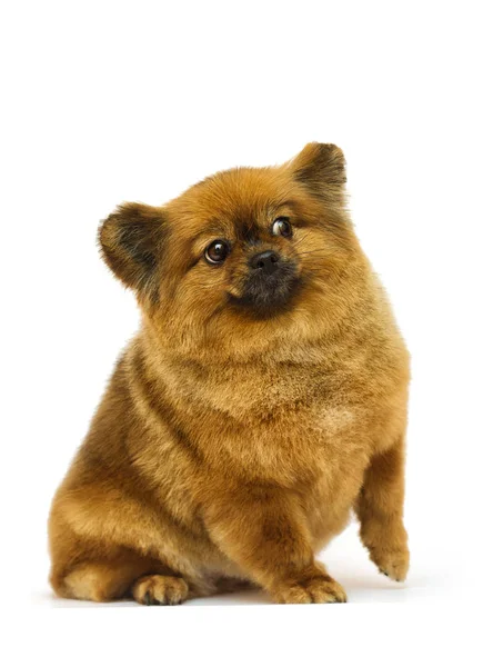 Perro pomerania mira sobre un fondo blanco —  Fotos de Stock