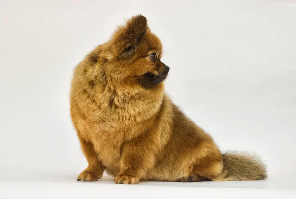 Spitzhund sieht aus — Stockfoto