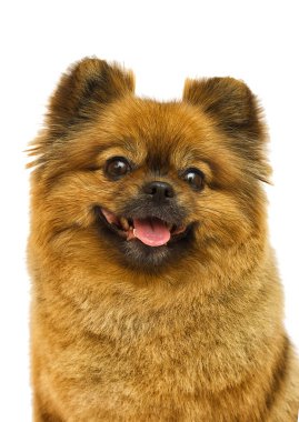 spitz köpek görünüyor