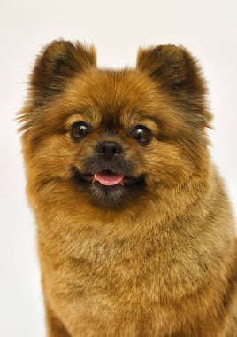 spitz köpek görünüyor