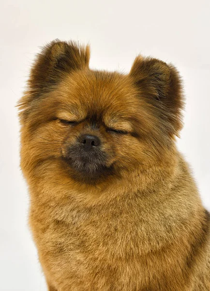 Perro spitz con los ojos cerrados —  Fotos de Stock