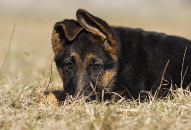 Alman çoban köpek yavrusu açık havada