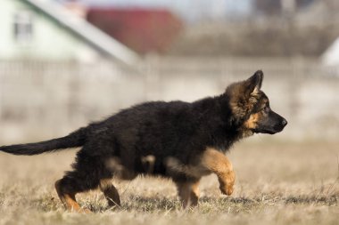 Alman çoban köpek yavrusu açık havada