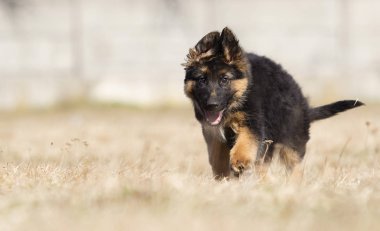 Alman çoban köpek yavrusu açık havada