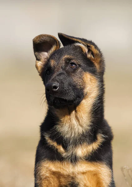 Pastore tedesco cucciolo all'aperto — Foto Stock