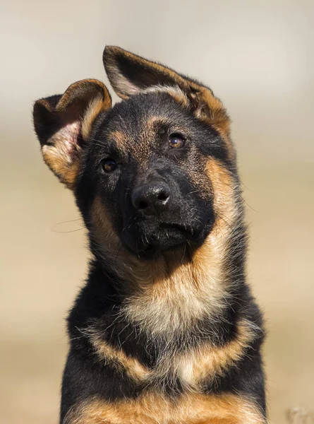 German shepherd puppy outdoors — Stock Photo, Image