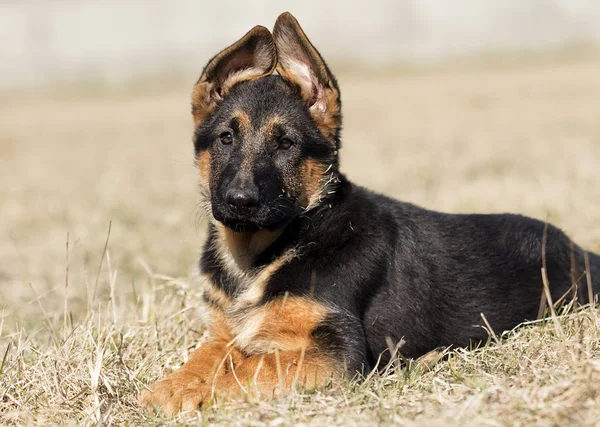 Cãozinho pastor alemão ao ar livre — Fotografia de Stock