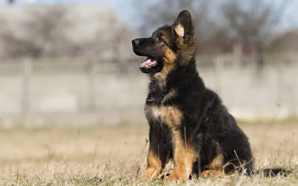 在户外的德国牧羊犬小狗 — 图库照片