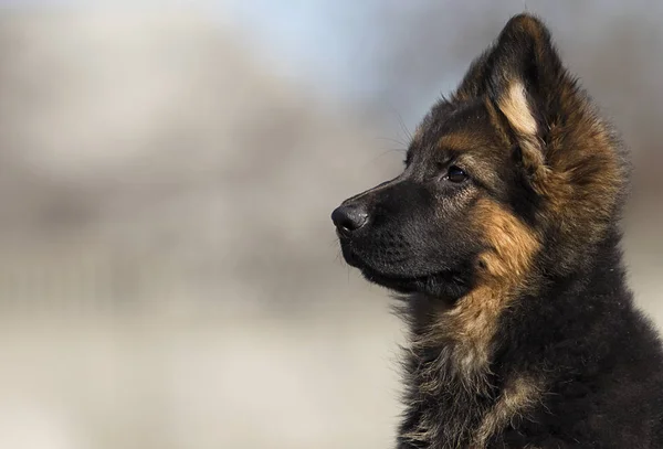 在户外的德国牧羊犬小狗 — 图库照片