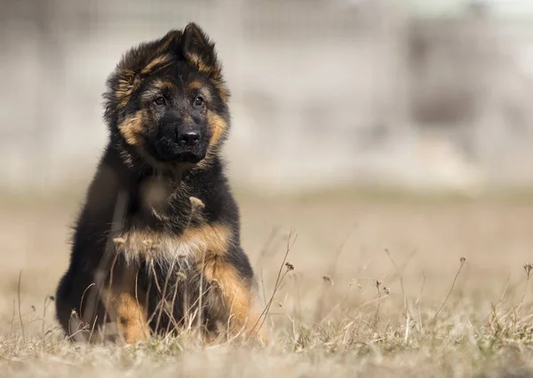 在户外的德国牧羊犬小狗 — 图库照片