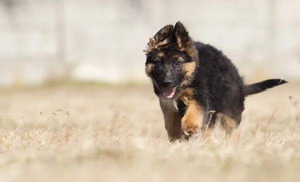 在户外的德国牧羊犬小狗 — 图库照片