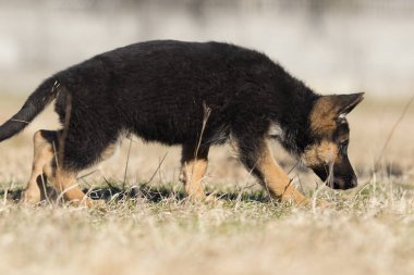 Alman çoban köpek yavrusu açık havada