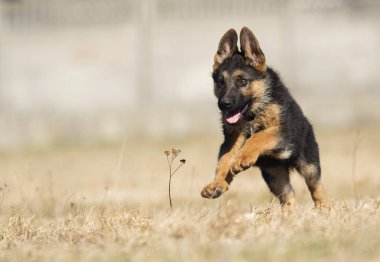 Alman çoban köpek yavrusu açık havada