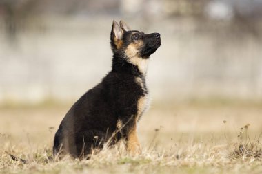 bir sokak yürüyüşünde köpek ırkı Alman çoban