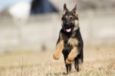 bir sokak yürüyüşünde köpek ırkı Alman çoban