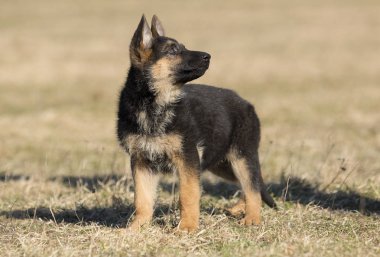 bir sokak yürüyüşünde köpek ırkı Alman çoban