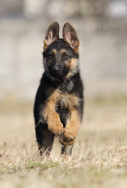 Alman çoban köpek yavrusu açık havada — Stok fotoğraf