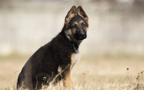 Cachorro crianza pastor alemán en un paseo por la calle — Foto de Stock