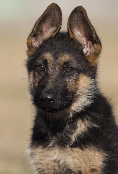 Puppy breed German shepherd on a street walk — Stock Photo, Image