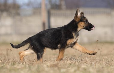 bir sokak yürüyüşünde köpek ırkı Alman çoban
