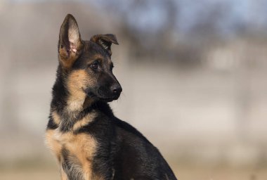 bir sokak yürüyüşünde köpek ırkı Alman çoban