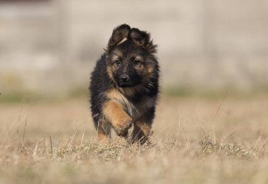 çim üzerinde köpek cins Alman çoban