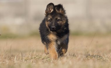 çim üzerinde köpek cins Alman çoban